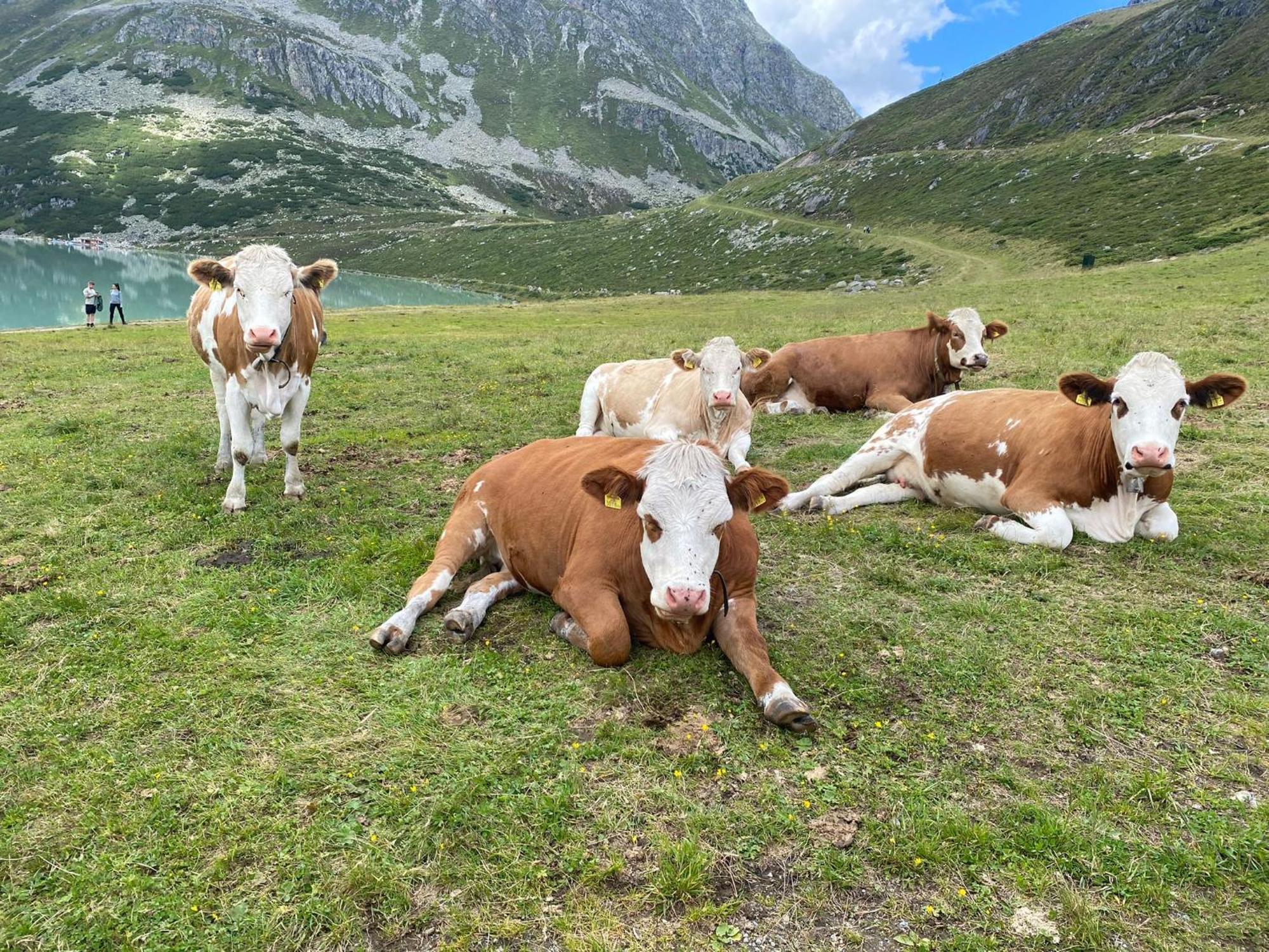 Ferienhof Bichlhof ارزل ام بيتزتال الغرفة الصورة